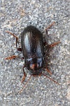 Morschholz-Schwarzk�fer (Nalassus laevioctostriatus)