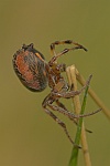 Schilfradspinne (Larinioides cornutus)