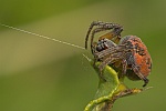 Schilfradspinne (Larinioides cornutus)