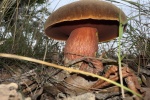 Hexenrhrling (Boletus erythropus)