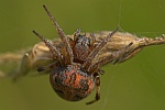 Schilfradspinne (Larinioides cornutus)