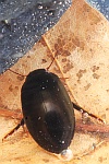 Gemeiner Schnellschwimmer (Agabus bipustulatus)