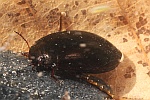 Gemeiner Schnellschwimmer (Agabus bipustulatus)