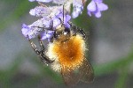 Ackerhummel (Bombus agrorum)