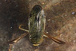 Ruderwanze (Corixa punctata)