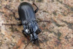 Gro�er Breitk�fer (Abax parallelepipedus)