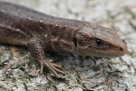 Waldeidechse (Zootoca vivipara)