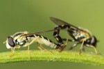 Gewhnliche Langbauchschwebfliege (Sphaerophoria scripta)