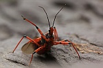 Rote Mordwanze (Rhynocoris iracundus)