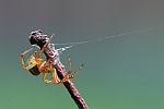 Krbisspinne (Araniella cucurbitunis)