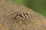 Zebraspringspinne (Salticus scenicus)