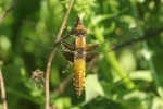 Plattbauch (Libellula depressa)