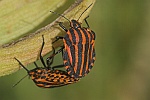 Streifenwanze (Graphosoma lineatum)