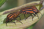 Streifenwanze (Graphosoma lineatum)