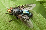 Totenfliege (Cynomya mortuorum)