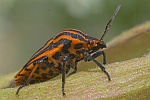 Streifenwanze (Graphosoma lineatum)