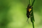 Groe Gelbbinden-Blattwespe (Tenthredo maculata)