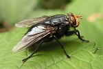 Totenfliege (Cynomya mortuorum)