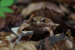 Springfrosch (Rana dalmatina)