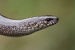 Blindschleiche (Anguis fragilis)