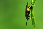 Groe Gelbbinden-Blattwespe (Tenthredo maculata)