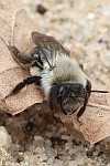 Weidensandbiene (Andrena vaga)