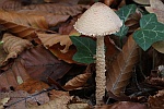 Gelbflockiger Wollstiel-Schirmling (Lepiota magnispora) - ungenie�bar
