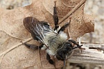 Weidensandbiene (Andrena vaga)