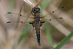 Vierfleck (Libellula quadrimaculata)