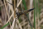 Vierfleck (Libellula quadrimaculata)