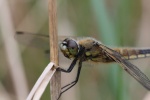 Vierfleck (Libellula quadrimaculata)