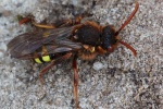 Rothaarige Wespenbiene (Nomada lathburiana)