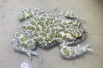 Wechselkrte (Bufo viridis)
