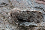 Variable K�tzcheneule (Orthosia incerta)