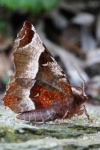 Violettbrauner Mondfleckspanner (Selenia tetralunaria)