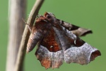 Violettbrauner Mondfleckspanner (Selenia tetralunaria)