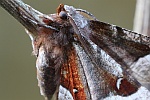 Violettbrauner Mondfleckspanner (Selenia tetralunaria)