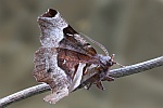 Violettbrauner Mondfleckspanner (Selenia tetralunaria)