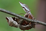 Violettbrauner Mondfleckspanner (Selenia tetralunaria)