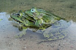 Kleiner Wasserfrosch (Rana lessonae)