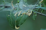 Pfaffenhtchen-Gespinstmotte (Yponomeuta cagnagella)