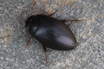 Ilybius ater (Ilybius ater)