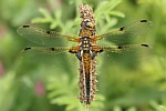 Vierfleck (Libellula quadrimaculata)