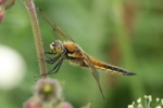 Vierfleck (Libellula quadrimaculata)