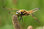 Vierfleck (Libellula quadrimaculata)