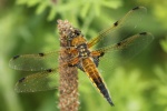 Vierfleck (Libellula quadrimaculata)