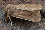 Rundfl�gel-K�tzcheneule (Orthosia cerasi)