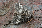 Dunkelgrauer Zahnspinner (Drymonia ruficornis)