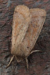 Rundfl�gel-K�tzcheneule (Orthosia cerasi)