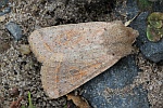 Rundfl�gel-K�tzcheneule (Orthosia cerasi)